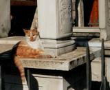 Auf einem Friedhof in Sarajevo. Foto: Paul Gronert