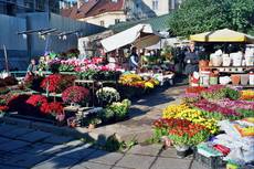 Blumenmarkt in Lemberg. Foto: Martin Zedlacher